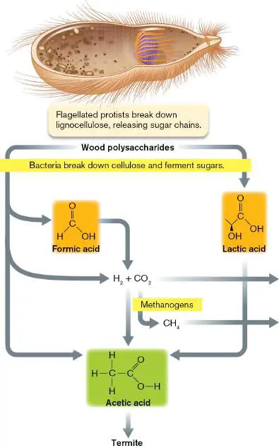Figure from Chapter 21, Microbiology: An Evolving Science 6e
