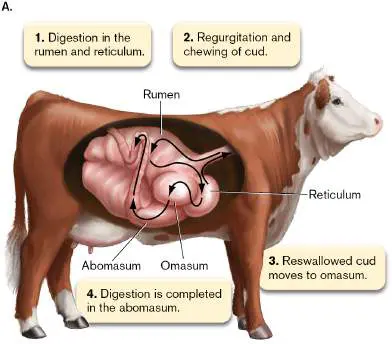 Figure from Chapter 21, Microbiology: An Evolving Science 6e