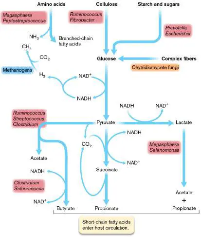Figure from Chapter 21, Microbiology: An Evolving Science 6e