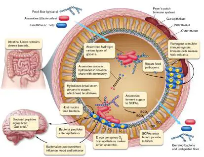 Figure from Chapter 21, Microbiology: An Evolving Science 6e