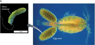 Figure from Chapter 21, Microbiology: An Evolving Science 6e