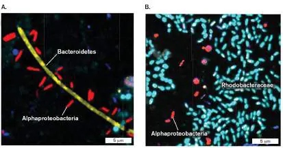 Figure from Chapter 21, Microbiology: An Evolving Science 6e
