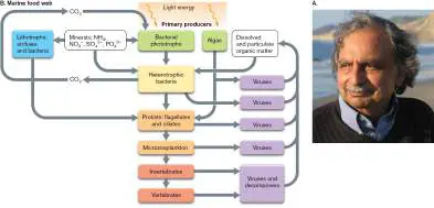 Figure from Chapter 21, Microbiology: An Evolving Science 6e