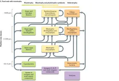 Figure from Chapter 21, Microbiology: An Evolving Science 6e