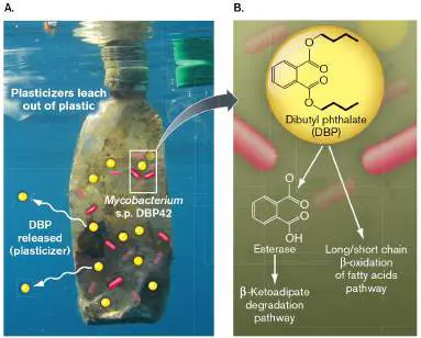 Figure from Chapter 21, Microbiology: An Evolving Science 6e