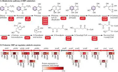 Figure from Chapter 21, Microbiology: An Evolving Science 6e