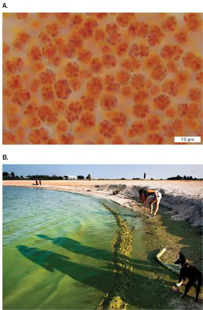 Figure from Chapter 21, Microbiology: An Evolving Science 6e