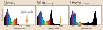 Figure from Chapter 21, Microbiology: An Evolving Science 6e