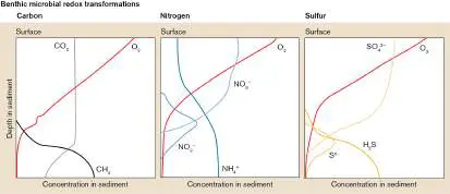 Figure from Chapter 21, Microbiology: An Evolving Science 6e