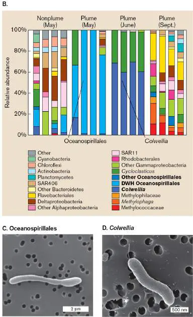 Figure from Chapter 21, Microbiology: An Evolving Science 6e