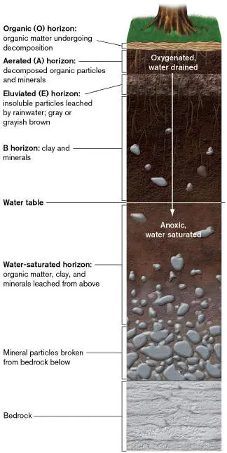 Figure from Chapter 21, Microbiology: An Evolving Science 6e