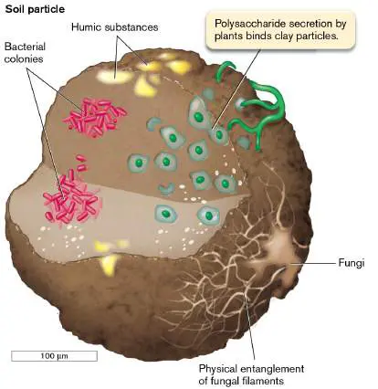 Figure from Chapter 21, Microbiology: An Evolving Science 6e