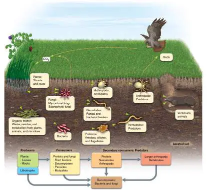 Figure from Chapter 21, Microbiology: An Evolving Science 6e
