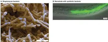 Figure from Chapter 21, Microbiology: An Evolving Science 6e