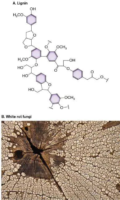 Figure from Chapter 21, Microbiology: An Evolving Science 6e