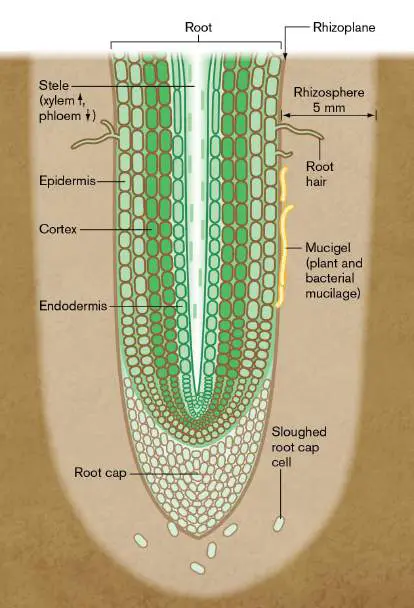 Figure from Chapter 21, Microbiology: An Evolving Science 6e