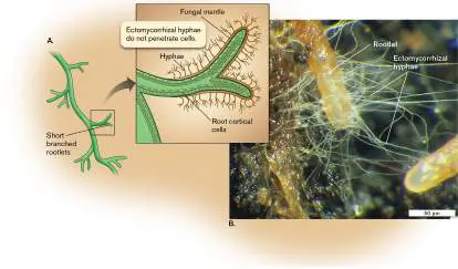 Figure from Chapter 21, Microbiology: An Evolving Science 6e