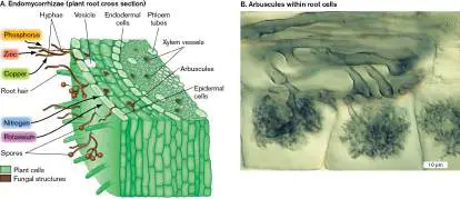 Figure from Chapter 21, Microbiology: An Evolving Science 6e