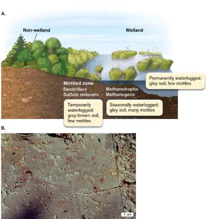 Figure from Chapter 21, Microbiology: An Evolving Science 6e