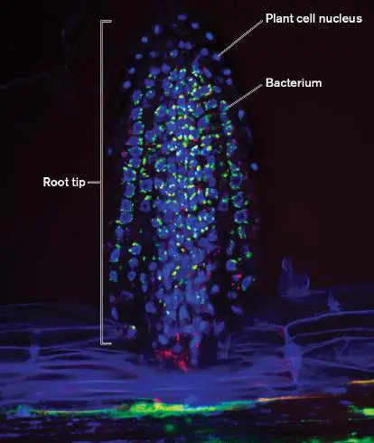 Figure from Chapter 21, Microbiology: An Evolving Science 6e