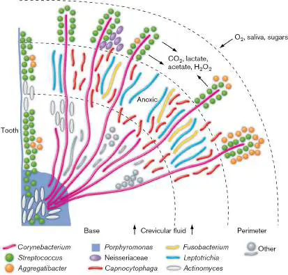 Figure from Chapter 21, Microbiology: An Evolving Science 6e