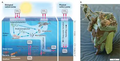 Figure from Chapter 22, Microbiology: An Evolving Science 6e