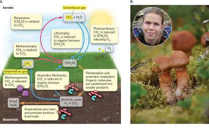 Figure from Chapter 22, Microbiology: An Evolving Science 6e