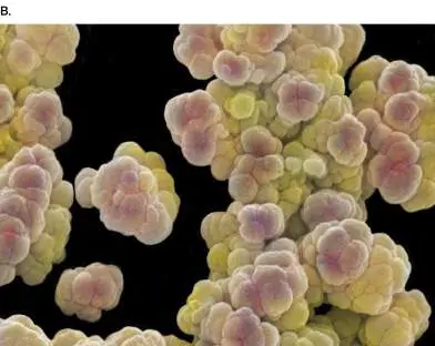 Figure from Chapter 22, Microbiology: An Evolving Science 6e