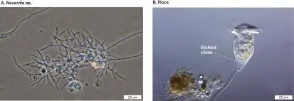 Figure from Chapter 22, Microbiology: An Evolving Science 6e