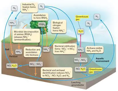 Figure from Chapter 22, Microbiology: An Evolving Science 6e