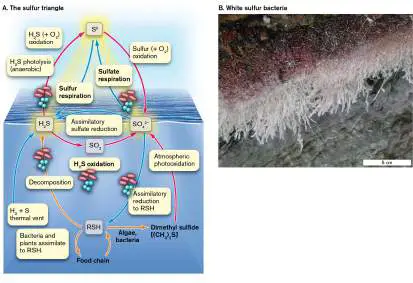 Figure from Chapter 22, Microbiology: An Evolving Science 6e