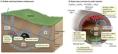 Figure from Chapter 22, Microbiology: An Evolving Science 6e