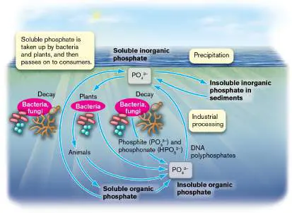 Figure from Chapter 22, Microbiology: An Evolving Science 6e