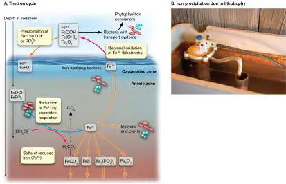 Figure from Chapter 22, Microbiology: An Evolving Science 6e