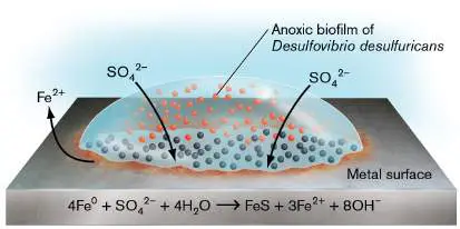 Figure from Chapter 22, Microbiology: An Evolving Science 6e