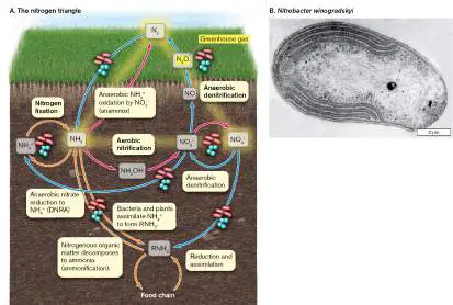 Figure from Chapter 22, Microbiology: An Evolving Science 6e