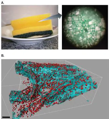 Figure from Chapter 22, Microbiology: An Evolving Science 6e