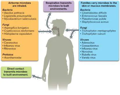 Figure from Chapter 22, Microbiology: An Evolving Science 6e