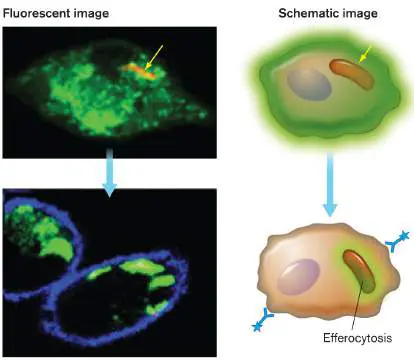 Figure from Chapter 23, Microbiology: An Evolving Science 6e