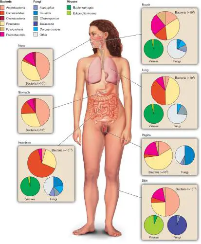 Figure from Chapter 23, Microbiology: An Evolving Science 6e