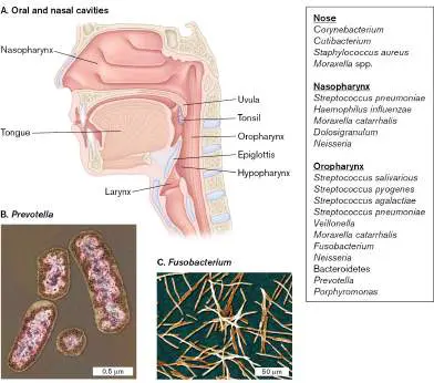 Figure from Chapter 23, Microbiology: An Evolving Science 6e
