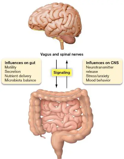 Figure from Chapter 23, Microbiology: An Evolving Science 6e