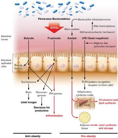 Figure from Chapter 23, Microbiology: An Evolving Science 6e