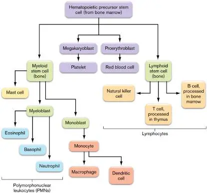 Figure from Chapter 23, Microbiology: An Evolving Science 6e