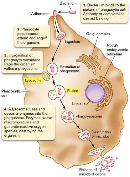 Figure from Chapter 23, Microbiology: An Evolving Science 6e