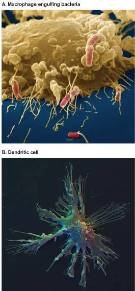 Figure from Chapter 23, Microbiology: An Evolving Science 6e