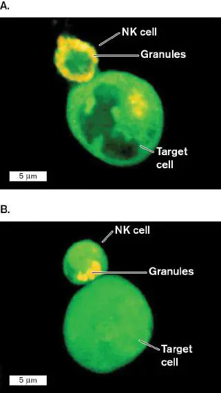 Figure from Chapter 23, Microbiology: An Evolving Science 6e
