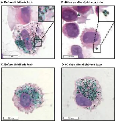 Figure from Chapter 23, Microbiology: An Evolving Science 6e
