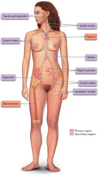 Figure from Chapter 23, Microbiology: An Evolving Science 6e