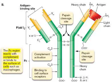 Figure from Chapter 23, Microbiology: An Evolving Science 6e